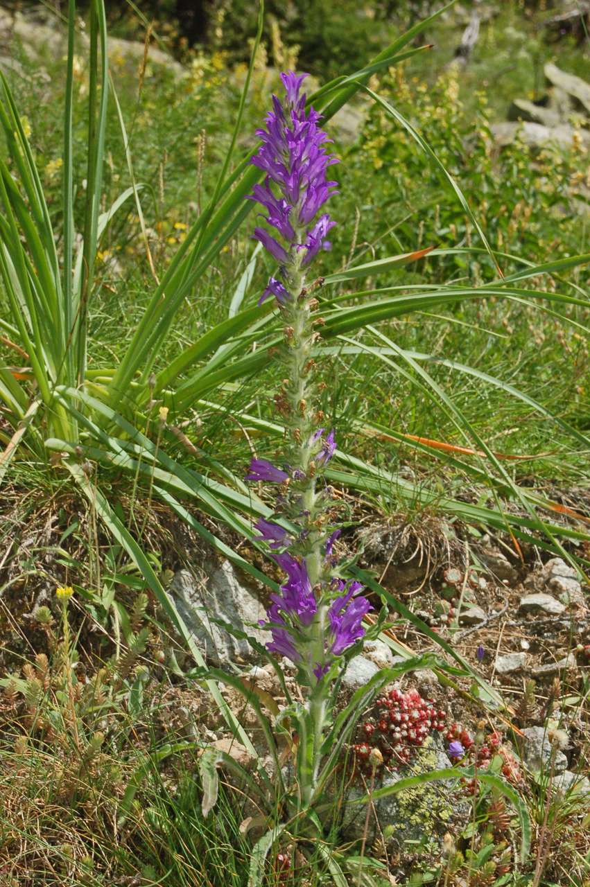 Campanula spicata / Campanula spigata